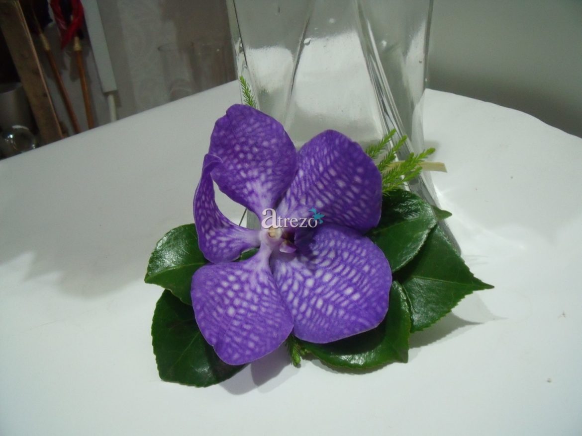 Orquidea Morada arriaba
