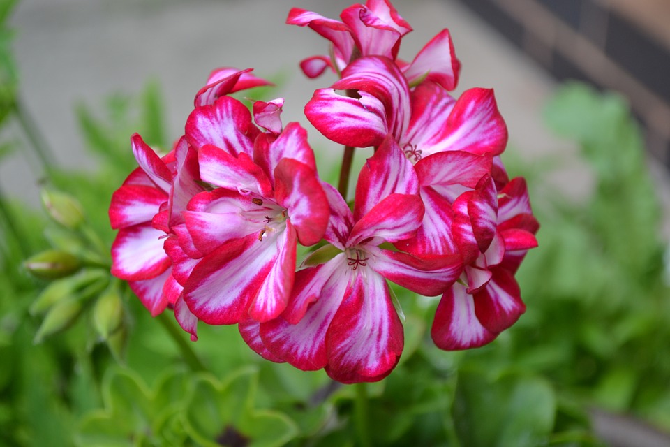Flores De Otono Gitanilla